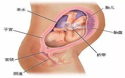 揭秘，8个月胎儿的模样与成长历程