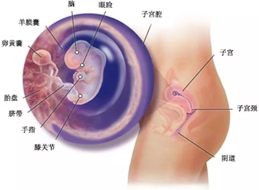 怀女孩几个月成型，孕期胎儿成长解析