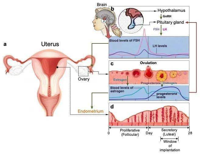 女子一个月排卵几个——深度解析女性生理周期中的奥秘