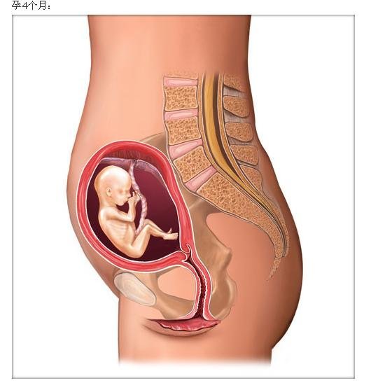 五个月胎心位置示意图，胎儿心脏的成长与监测