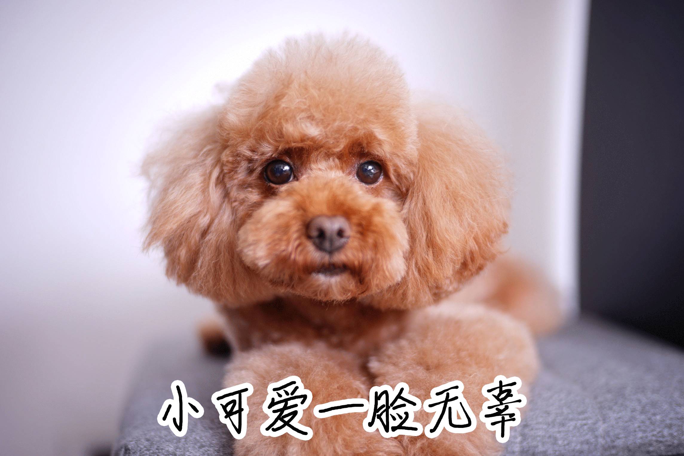 小泰迪犬的成长历程，几个月定型