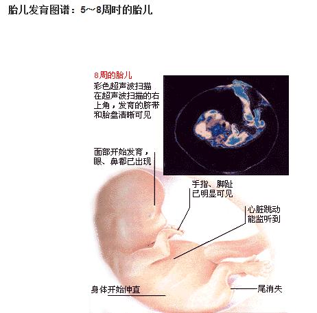 两个月B超图片，揭示孕早期胎儿的成长奇迹