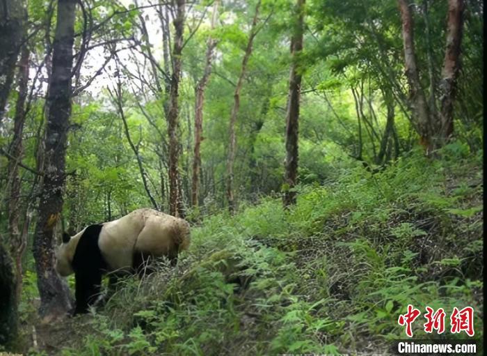 孕六个月肚皮痒，原因、影响与应对策略