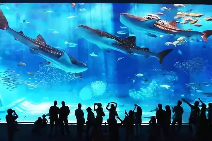 广东省水族馆探秘，多彩海洋世界的魅力之旅