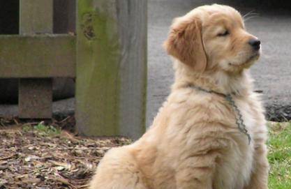 三个月大的金毛犬能否吃鸡蛋，营养考量与合理饲喂建议