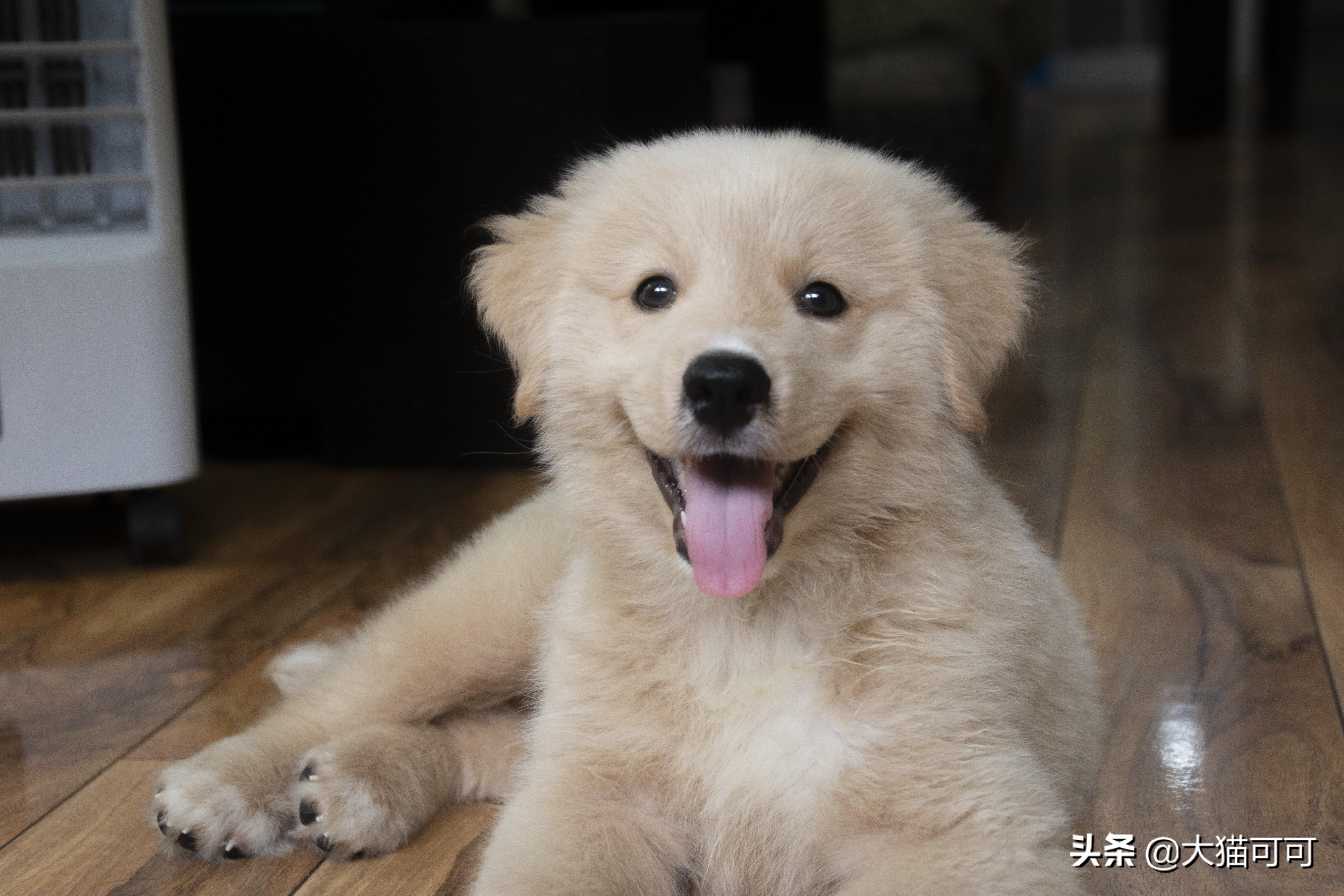 萨摩耶犬两个月时的体重研究